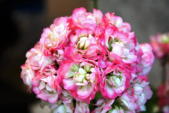 Rosenpelargon, Stickling 3-pack - Pelargonium x hortorum Appleblossom