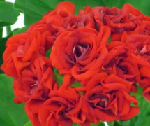 Rosenpelargon, Stickling 3-pack - Pelargonium x hortorum Red Rosebud