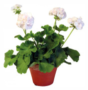Mårbackapelargon, Stickling 3-pack - Pelargonium x hortorum Prince Nicolai
