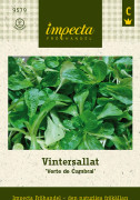 Sallat, Vinter-/Maché-, Verte de Cambrai - Valerianella locusta Verte de Cambrai