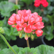 Tulpanpelargon Red Pandora, kruka