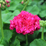 Mårbackapelargon, Stickling 3-pack - Pelargonium x hortorum Drottning Margrethe