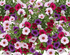 Småpetunia, Stickling, Million Bells Trixi ® Pastel 2-pack - Calibrachoa Trixi ® Pastel