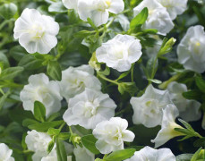 Småpetunia, Million Bells, Stickling 3-pack - Calibrachoa MiniFamous ® Uno Double White