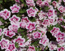Småpetunia, Million Bells, Stickling 3-pack - Calibrachoa MiniFamous ® Uno Double PinkTastic ®