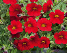 Småpetunia, Million Bells, Stickling 3-pack - Calibrachoa MiniFamous ® Neo Firestorm