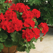 Pelargon, Stickling 3-pack - Pelargonium x hortorum Calliope ® Dark Red