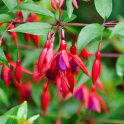 Fuchsia Upprätt, Bernisser Hardy 2-pack - Fuchsia Bernisser Hardy