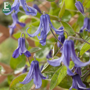 Klematis - Clematis integrifolia Hedda ® E (Storlek: C2)