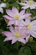 Klematis Storblommig - Clematis patens Etoile Nacré