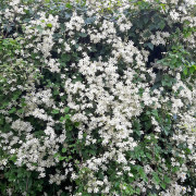 Skogsklematis - Clematis vitalba Paul Farges Summersnow (Storlek: C2)