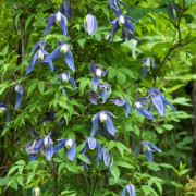 Alpklematis - Clematis alpina (Storlek: C2)