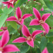 Lyktklematis - Clematis texensis Princess Diana (Storlek: C2)
