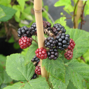 Björnbär - Rubus fruticosus Black Satin (Storlek: C2)