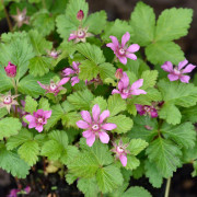 Allåkerbär - Rubus arcticus ssp. stellarct. Beata (Storlek: co)