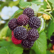 Svarthallon - Rubus occidentalis Jewel (Storlek: C3,5)