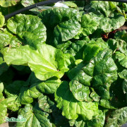 Rabarber - Rheum rhabarbarum Elmsblitz (Storlek: C3,5)