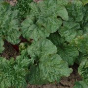 Rabarber / Jordgubbsrabarber - Rheum rhabarbarum Elmsfeuer (Storlek: C3,5)
