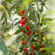 Gojibär / Bocktörne - Lycium barbarum (Goji) (Storlek: 40-60 C2)