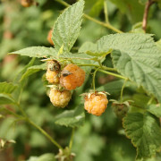 Hallon - Rubus idaeus Golden Queen (Storlek: E-planta C2)