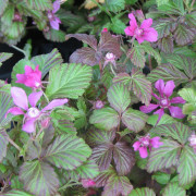 Allåkerbär - Rubus arcticus ssp. stellarct. Linda (Storlek: co)