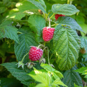 Hösthallon - Rubus idaeus Autumn Bliss ® (Storlek: C2)