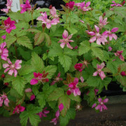 Allåkerbär - Rubus arcticus ssp. stellarct. Sofia (Storlek: co)