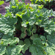 Rabarberplantor