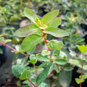 Blåbärstry - Lonicera caerulea var. kamtschatica Duet (Storlek: C2)