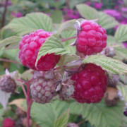 Hallon - Rubus idaeus Mormorshallon ® (Herberts Mormor) (Storlek: C5)