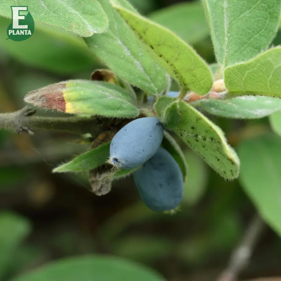 Blåbärstry - Lonicera caerulea var. kamtschatica Anja ® E (Storlek: busk C2)