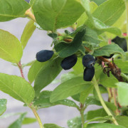 Blåbärstry / Honungsbär - Lonicera caerulea var. kamtschatica Blue Velvet ® (Storlek: busk C3,5)