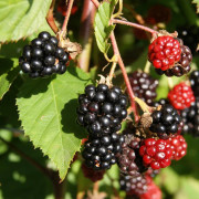 Björnbär - Rubus fruticosus Triple Crown (Storlek: C2)