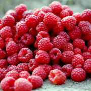 Hallon - Rubus idaeus Preussen E (Storlek: C2)