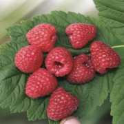Hallon - Rubus idaeus Two Timer ® Sugana ® Red (Storlek: C2)