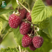 Hallon - Rubus idaeus Haida E (Storlek: C2)