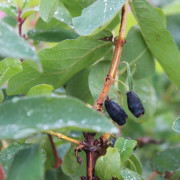 Blåbärstry - Lonicera caerulea var. kamtschatica Atut (Storlek: busk C3)