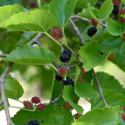 Svart Mullbär - Morus nigra Mulle (Storlek: E-planta 60-80 C5)