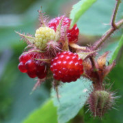 Vinhallon/Japanskt Vinhallon - Rubus phoenicolasius (Storlek: C2)