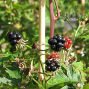 Björnbär - Rubus laciniatus Thornless Evergreen (Brom-do-lo) (Storlek: C2)
