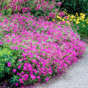 Trädgårdsnäva - Geranium hybr. Patricia (Krukstorlek: 0,5-1L)