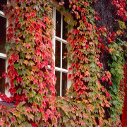 Rådhusvin - Parthenocissus tricuspidata Veitchii (Storlek: C2)