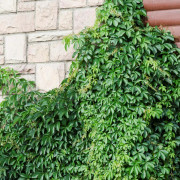 Klättervildvin - Parthenocissus quinq. var. Engelmannii (Storlek: C2)
