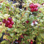 Lingon - Vaccinium vitis idaea Balsgård Linnea ® (Storlek: C2)
