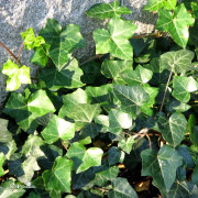 Murgröna - Hedera helix (Storlek: C2)