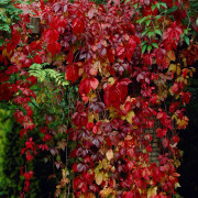 Klättervildvin - Parthenocissus quinquefolia (Storlek: C2)