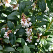 Lingon - Vaccinium vitis idaea Koralle (Storlek: P12cm)