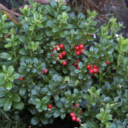 Lingon - Vaccinium vitis idaea Balsgård Sanna ® (Storlek: C2)