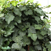 Storbladig Murgröna - Hedera helix Woerneri (Woerner) (Storlek: C2)