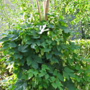 Humleplantor
